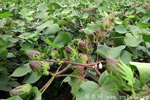 棉花病蟲害綜合防治技術和措施 棉花病蟲害綜合防治技術和措施