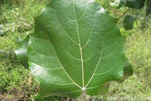楊樹品種圖片大全及楊樹種類簡介 楊樹品種圖片大全及楊樹種類簡介