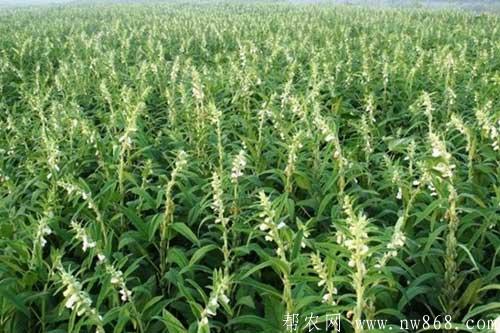 黑芝麻的種植時(shí)間和種植方法 黑芝麻的種植時(shí)間和種植方法
