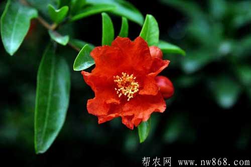 石榴樹什么時候開花|石榴不開花是什么原因 石榴樹什么時候開花|石榴不開花是什么原因