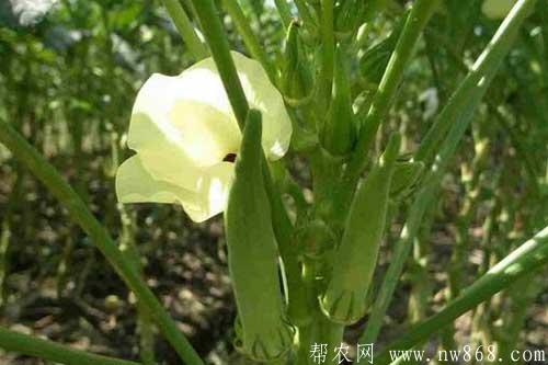 在農村種植什么賺錢快|哪些種植項目比較賺錢 在農村種植什么賺錢快|哪些種植項目比較賺錢