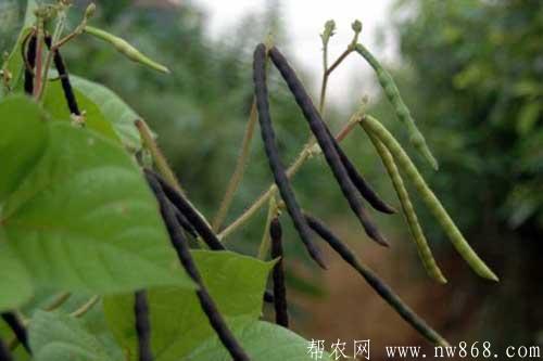 紅豆的種植栽培方法、種植時間及科學管理措施 紅豆的種植栽培方法、種植時間及科學管理措施
