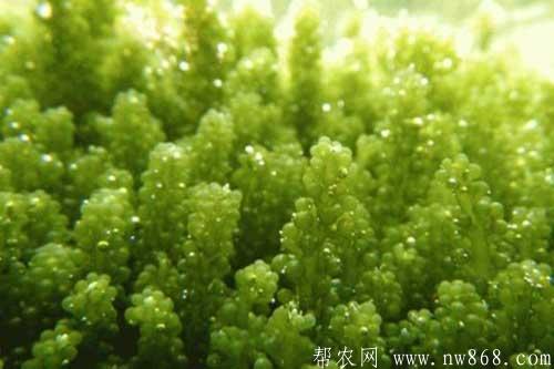 海葡萄的種植方法|海葡萄的功效與作用 海葡萄的種植方法|海葡萄的功效與作用