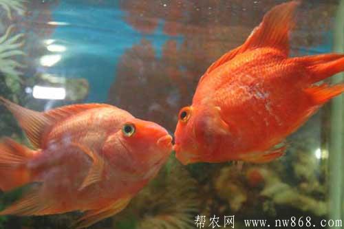 接吻魚(yú)為什么接吻?接吻魚(yú)怎么養(yǎng)? 接吻魚(yú)為什么接吻?接吻魚(yú)怎么養(yǎng)?