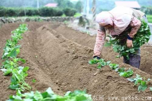 紅薯種植經驗——育苗時間和育苗方法 紅薯種植經驗——育苗時間和育苗方法