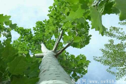 楊樹品種圖片大全及楊樹種類簡介 楊樹品種圖片大全及楊樹種類簡介