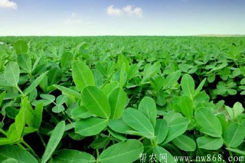 花生種植過程中如何防治田鼠