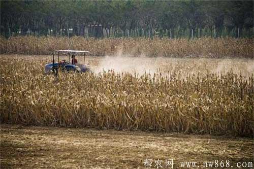 玉米秸稈還田有哪些好處？玉米秸稈還田需要注意什么