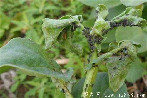 蠶豆赤斑病、枯萎病、病毒病及蚜蟲防治方法