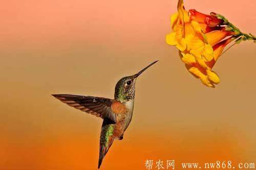 蜂鳥是什么?蜂鳥吃什么食物 蜂鳥是什么?蜂鳥吃什么食物
