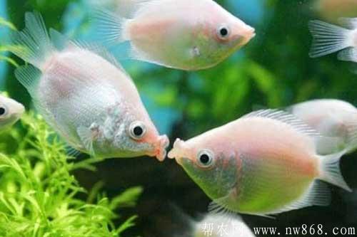 接吻魚為什么接吻？接吻魚怎么養？