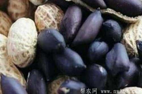 未來十大暴利種植行業都有哪些項目? 未來十大暴利種植行業都有哪些項目?