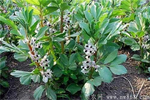 蠶豆種植過程中的高產(chǎn)施肥方法