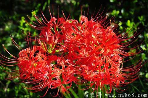 彼岸花的花語、種類及養殖方法 彼岸花的花語、種類及養殖方法