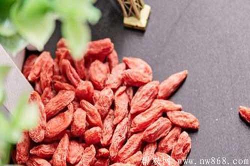 枸杞子的作用與功效有哪些？教你一分鐘了解枸杞子