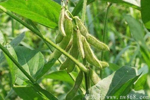 怎樣防止大豆結莢少？如何提高大豆的結莢率