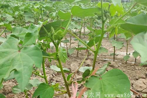 棉花病蟲害綜合防治技術和措施