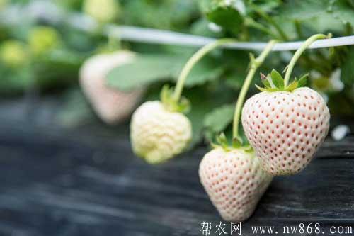 談談未來十大暴利種植，或許就有適合你的項目
