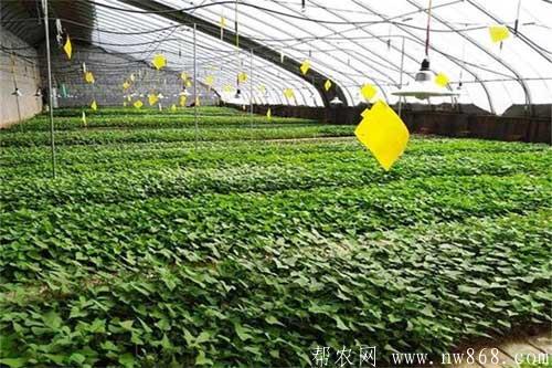 甘薯種植過(guò)程中的早春育苗需要注意哪些事項(xiàng)