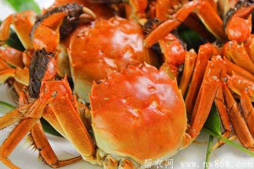 螃蟹怎么吃比較好？螃蟹有哪些做法？