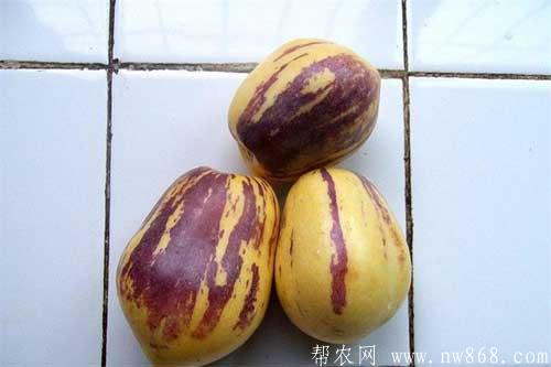 人參果怎么吃比較好|人參果還有這樣的吃法