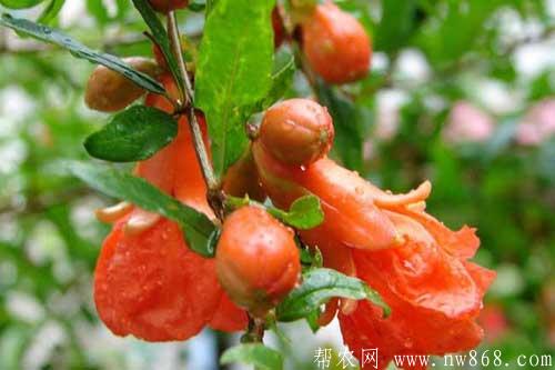 石榴樹什么時候開花|石榴不開花是什么原因 石榴樹什么時候開花|石榴不開花是什么原因