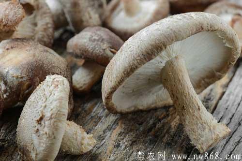 香菇晶和香菇肉干生產技術 香菇晶和香菇肉干生產技術