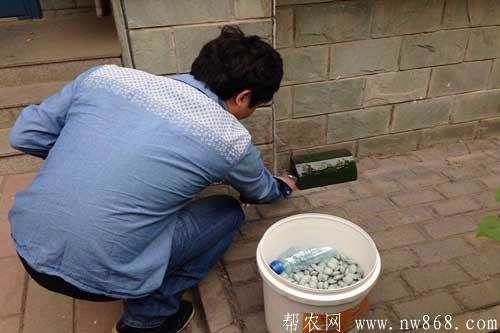 滅鼠餅干及緩釋型殺蟲劑制作方法 滅鼠餅干及緩釋型殺蟲劑制作方法