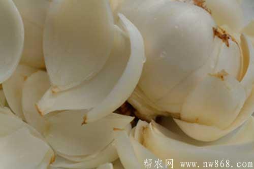 百合晶加工技術(shù)要點(diǎn) 百合晶加工技術(shù)要點(diǎn)
