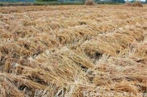 稻草還田需要掌握哪些技術環節