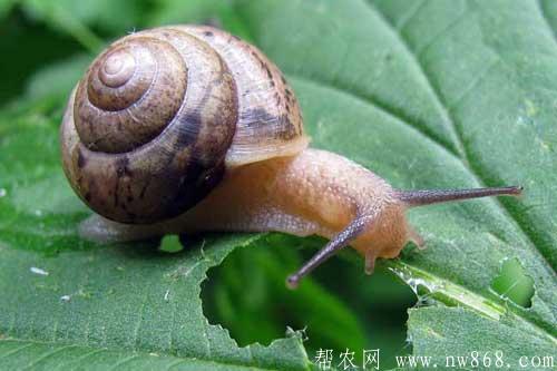 僵尸蝸牛真的存在嗎|僵尸蝸牛能養嗎 僵尸蝸牛真的存在嗎|僵尸蝸牛能養嗎