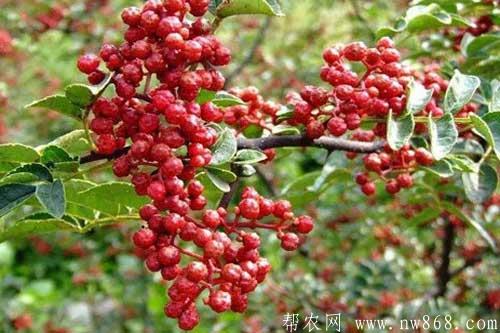 在農村種植什么賺錢快|哪些種植項目比較賺錢