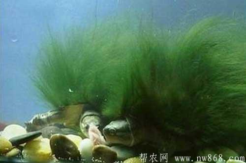 人工飼養(yǎng)綠毛龜需要注意的五個(gè)問題 人工飼養(yǎng)綠毛龜需要注意的五個(gè)問題