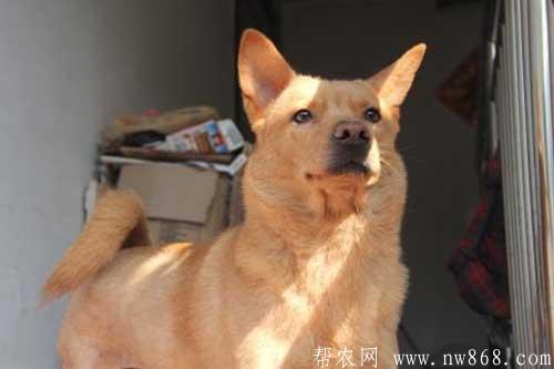 十大最忠誠的狗排名是怎樣排列的? 十大最忠誠的狗排名是怎樣排列的?