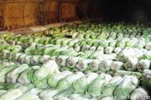 介紹大白菜貯藏保鮮的五種方法 介紹大白菜貯藏保鮮的五種方法