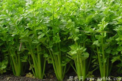 大棚芹菜高產種植栽培技術要點 大棚芹菜高產種植栽培技術要點