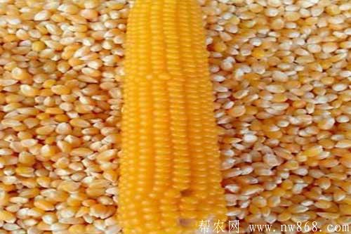 玉米常見種類介紹及玉米圖片欣賞 玉米常見種類介紹及玉米圖片欣賞