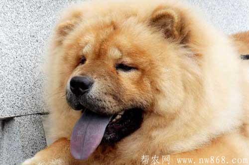 十大最忠誠的狗排名是怎樣排列的? 十大最忠誠的狗排名是怎樣排列的?