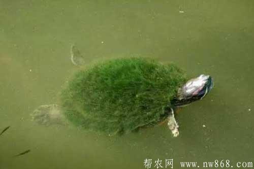 人工飼養(yǎng)綠毛龜需要注意的五個(gè)問題 人工飼養(yǎng)綠毛龜需要注意的五個(gè)問題