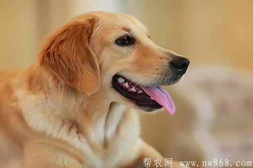 十大最忠誠的狗排名是怎樣排列的? 十大最忠誠的狗排名是怎樣排列的?