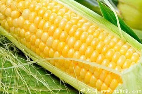玉米常見種類介紹及玉米圖片欣賞 玉米常見種類介紹及玉米圖片欣賞