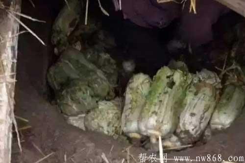 介紹大白菜貯藏保鮮的五種方法 介紹大白菜貯藏保鮮的五種方法