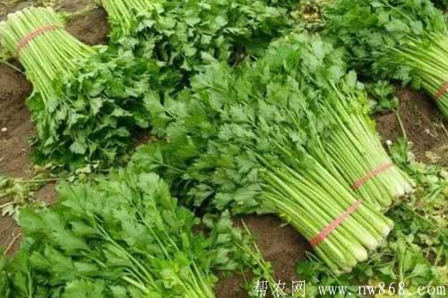 大棚芹菜高產種植栽培技術要點 大棚芹菜高產種植栽培技術要點