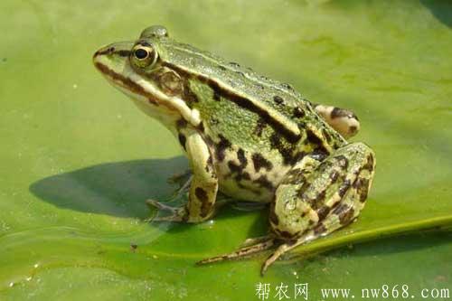 養殖美國青蛙需要注意哪些問題