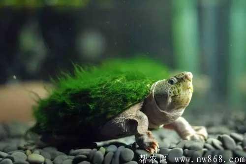 人工飼養綠毛龜需要注意的五個問題