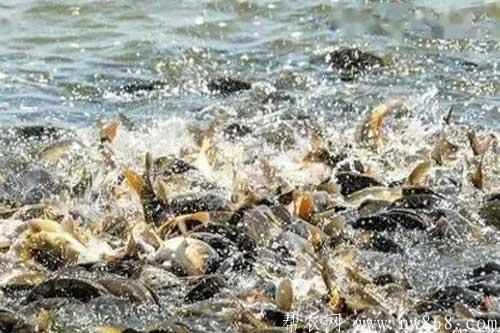 廣大養魚戶如何才能做好魚種的安全越冬