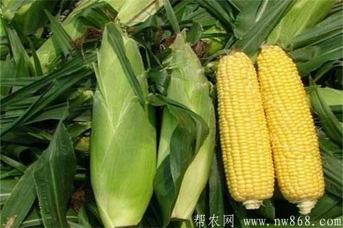 玉米常見種類介紹及玉米圖片欣賞 玉米常見種類介紹及玉米圖片欣賞