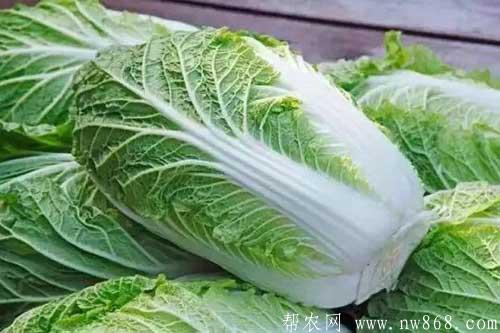 介紹大白菜貯藏保鮮的五種方法