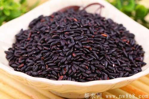 黑米的功效與作用是什么？黑米掉色正常嗎?