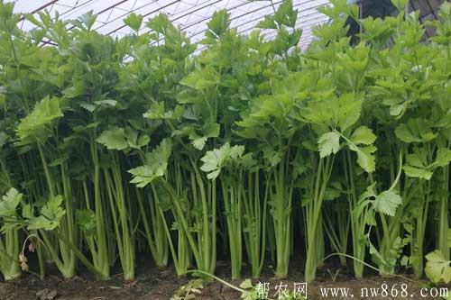 大棚芹菜高產種植栽培技術要點